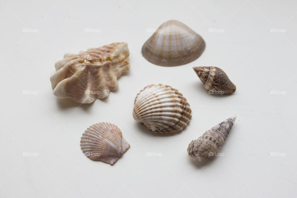 Variety of shells on white background