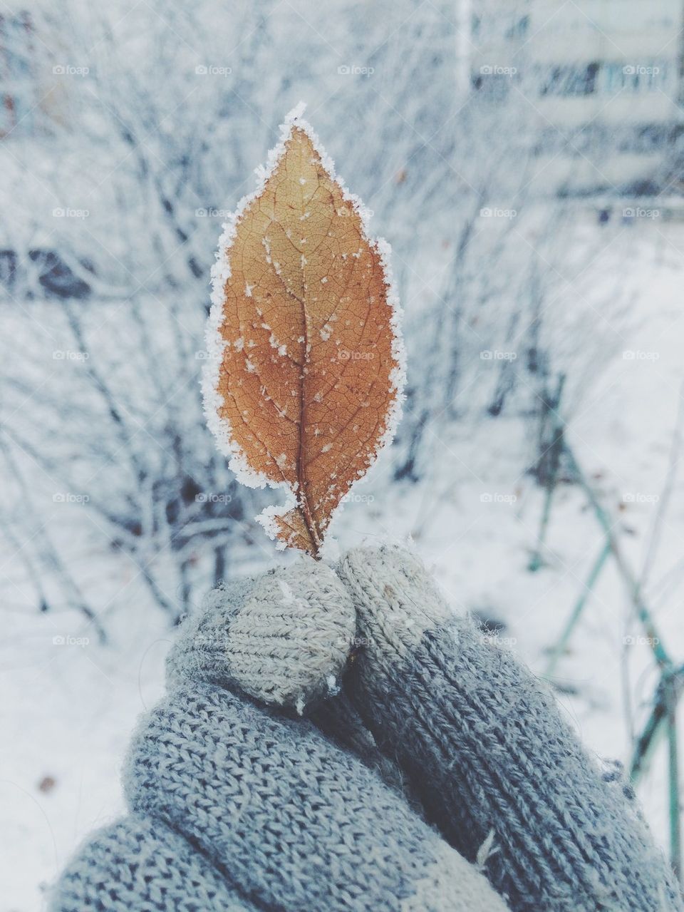 Winter or autumn leaf in the hand
