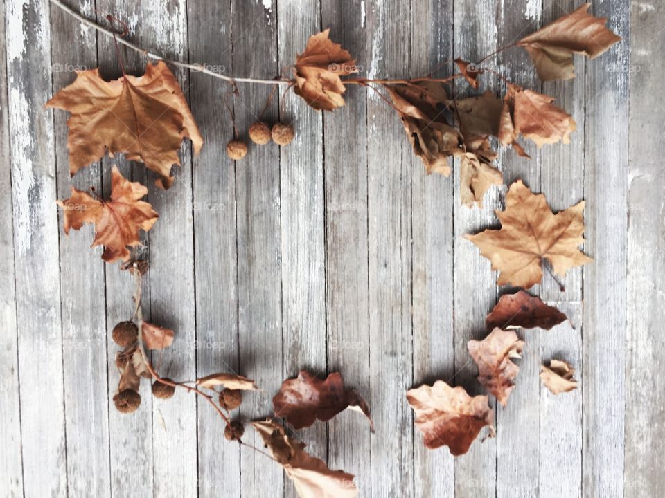 Dried leaves and Sycamore tree seed balls on small branches arranged for copy space on a weathered wooden surface