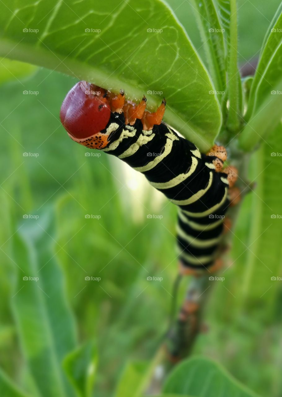 Moth caterpillar closeup - side view