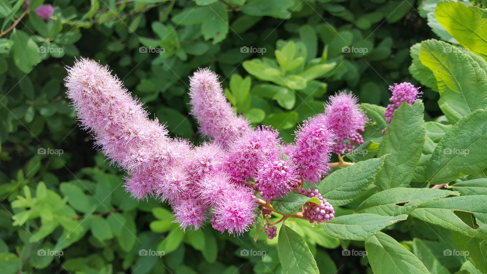 pink fuzzy flowers