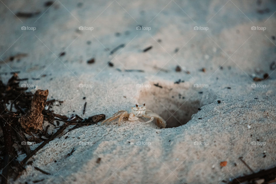 Sand crab at the beach