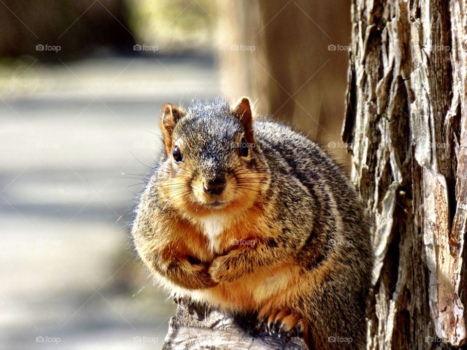 Cute fat squirrel in the park