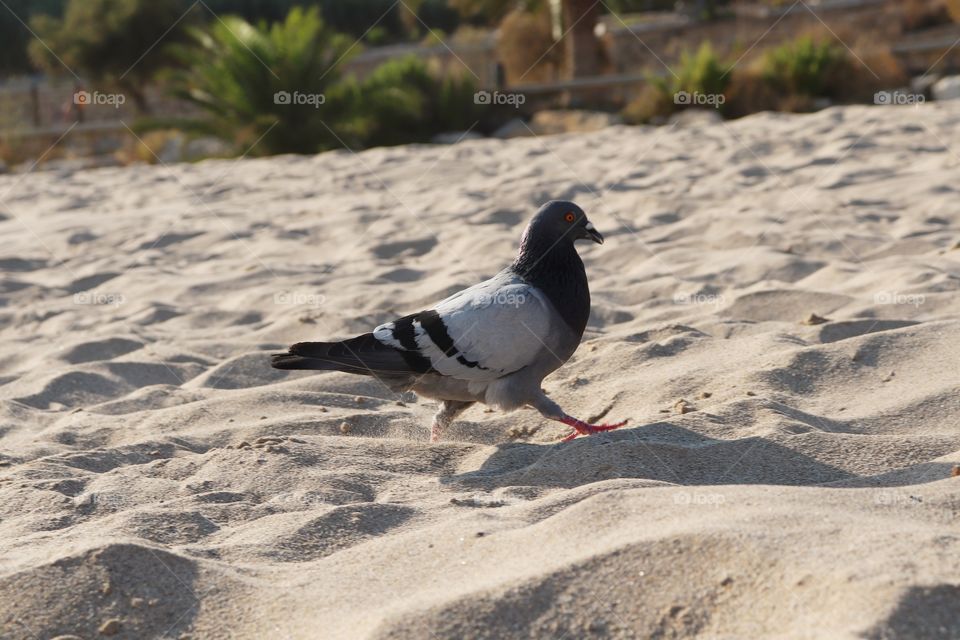 Pigeon Fashion Week