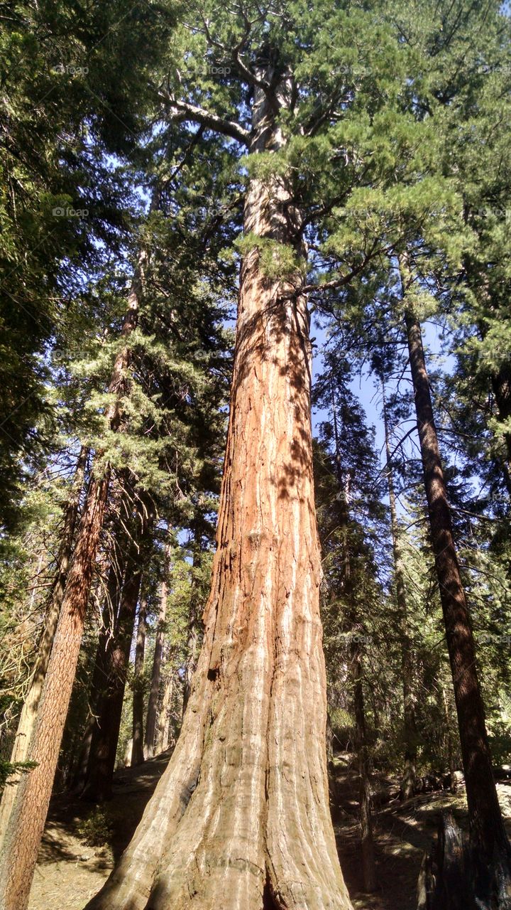 Wood, Tree, Nature, Conifer, No Person