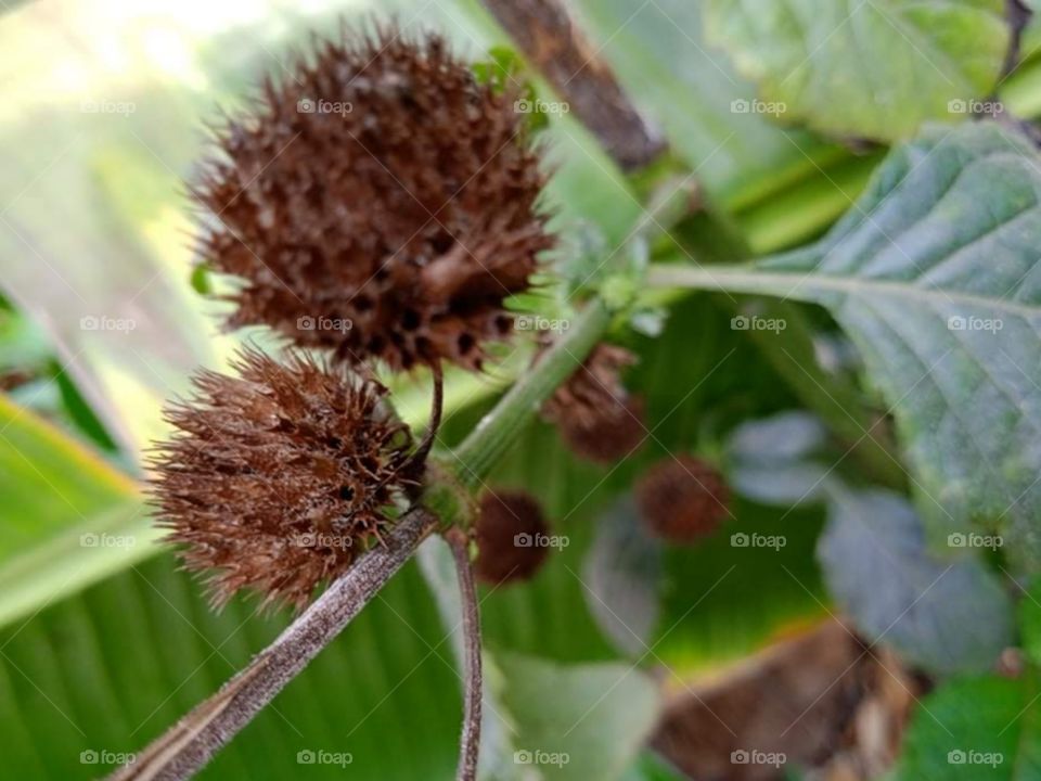 Flower photographs