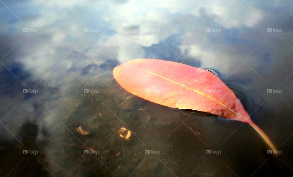 Fall Leaf Floating on Water Reflecting the Clouds in the Sky