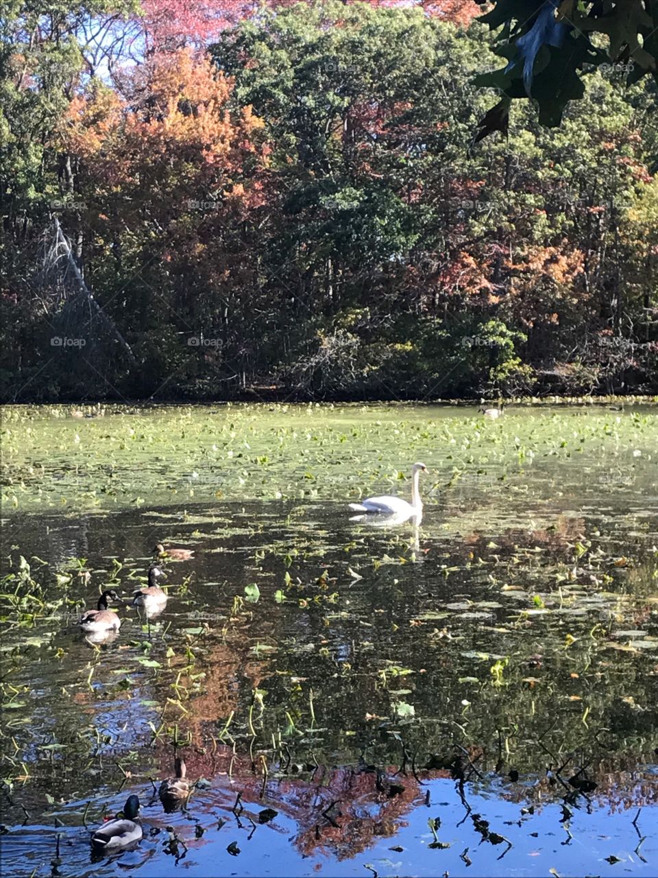 Mill Pond Preserve, Wantaugh NY