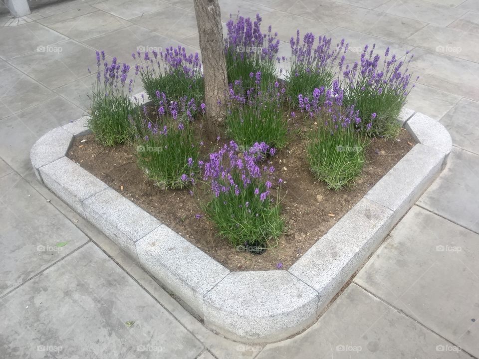 Plants growing around tree in square plot on Snowsfields, Southwark, London