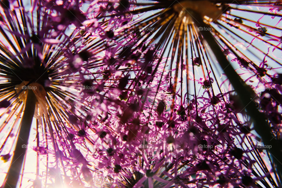 Macro shot of flowers