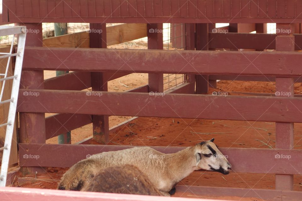 Goat Lying Down Behind A Fence
