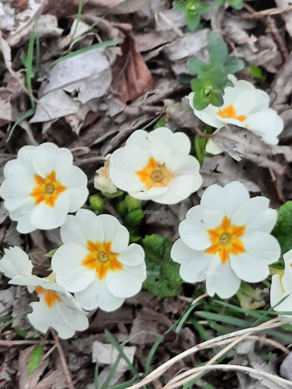 white and yellow primrose  flowers