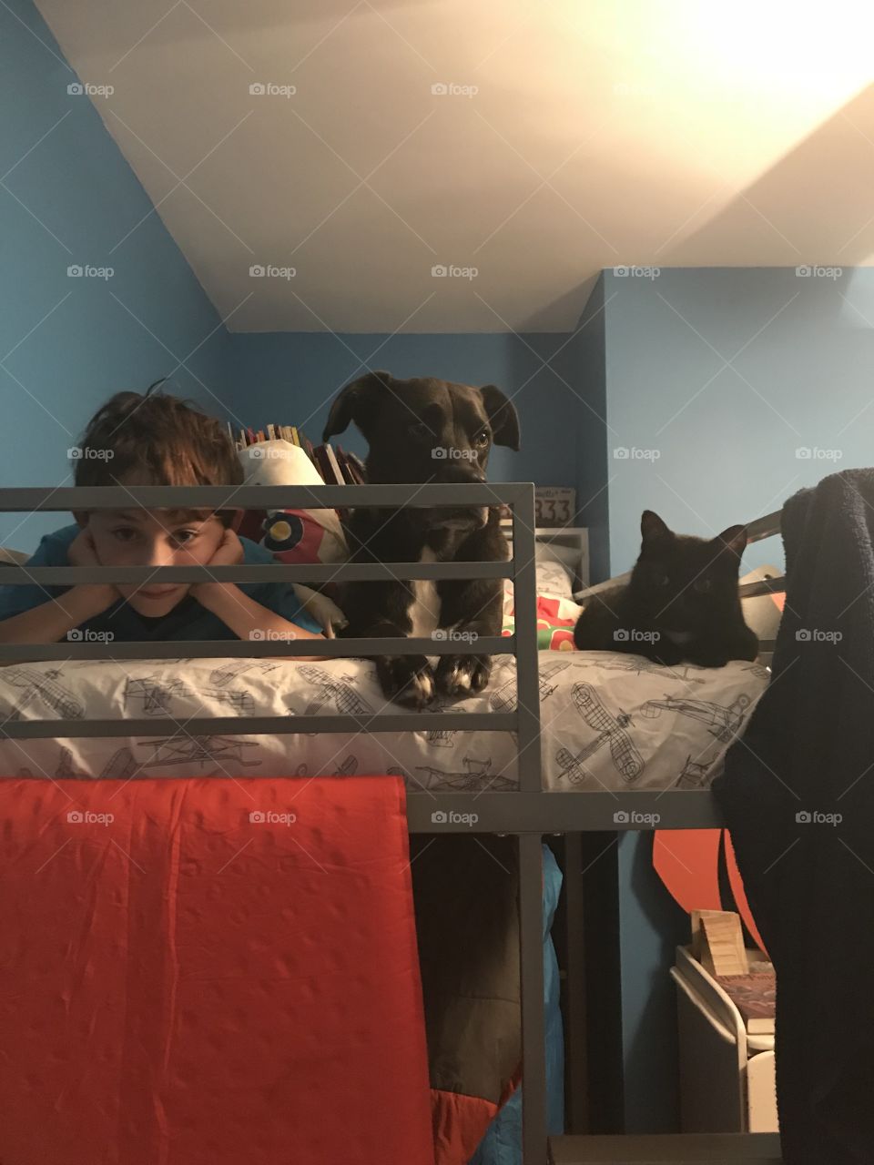 Boy dog and a cat
