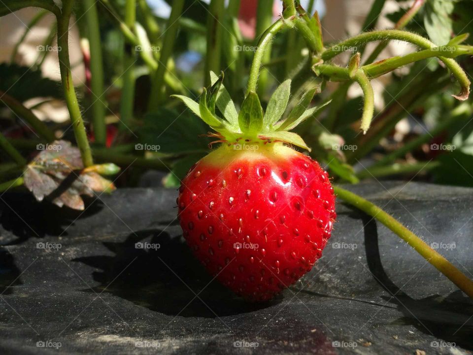 Strawberry growing in outdoors