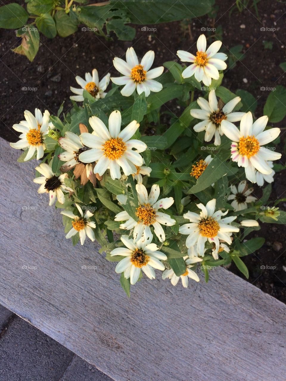 Springtime Daisies