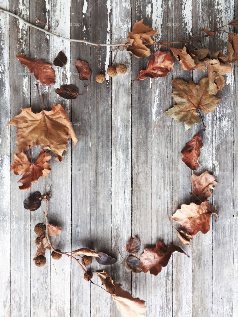 Dried leaves and Sycamore tree seed balls on small branches arranged for copy space on a weathered wooden surface