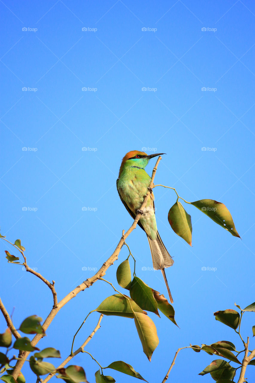 Green bee eater in new Delhi, India