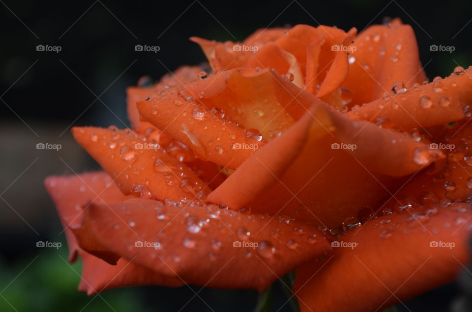 rose after rain