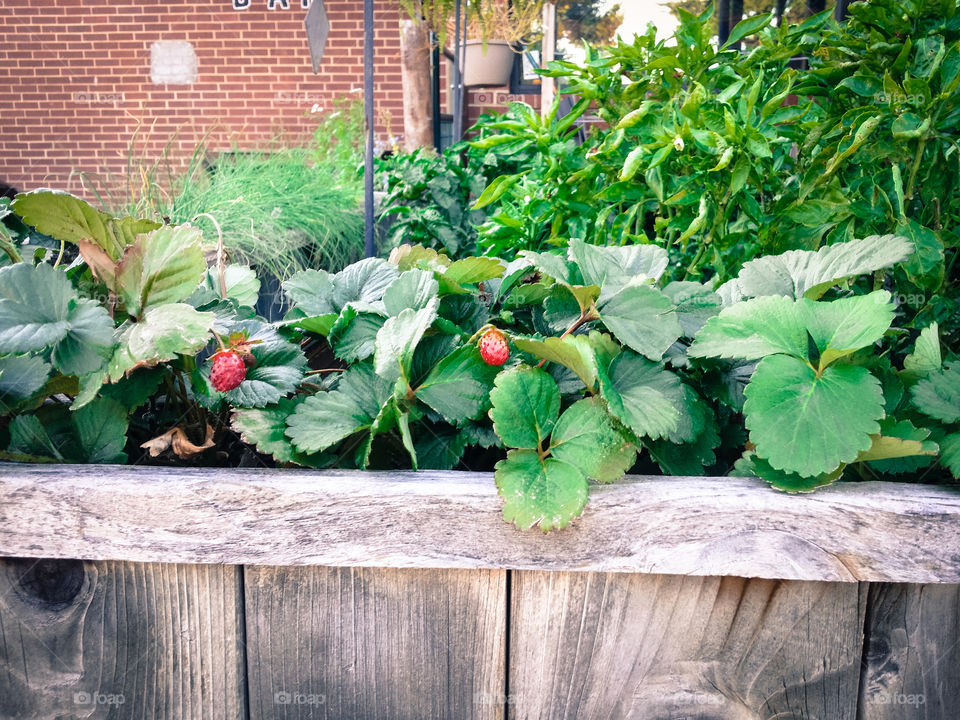 Strawberries in a planter box with other vegetables in a garden in an urban setting with a red brick wall