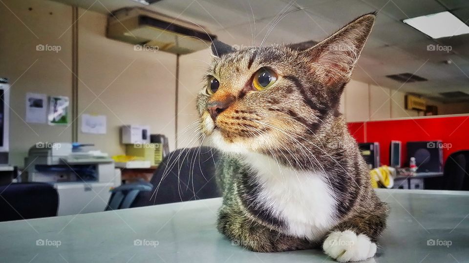 cat in the office