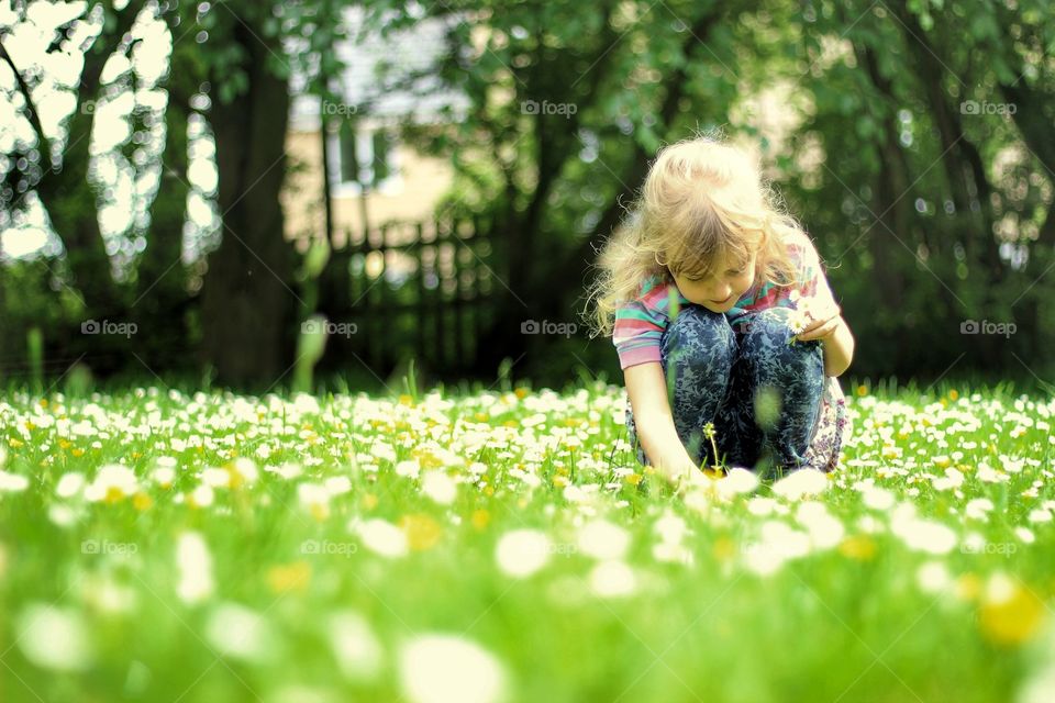 The Daisies