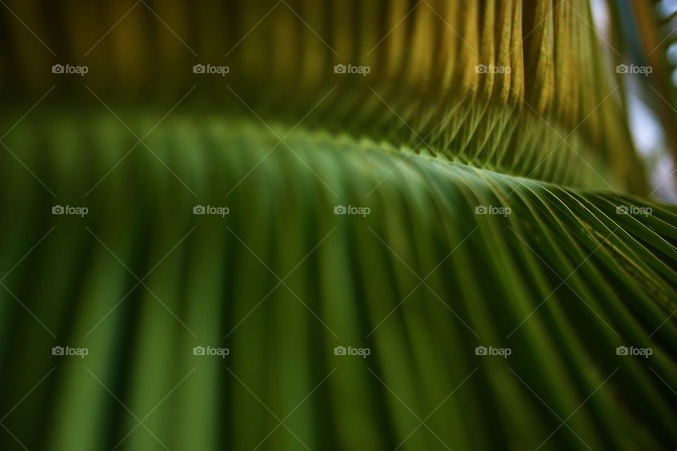 Leaf of palm