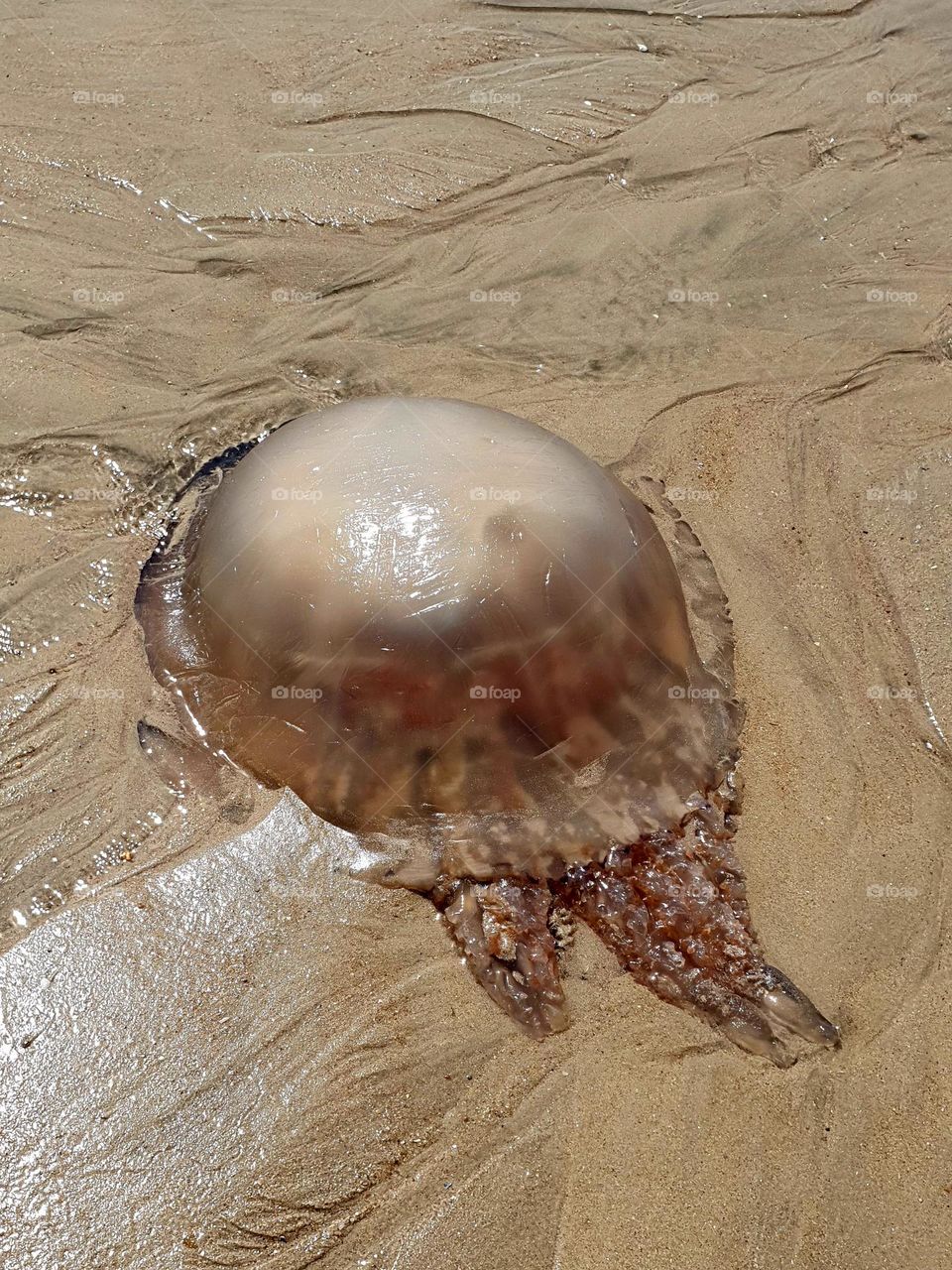 Jellyfish washed up on the beach