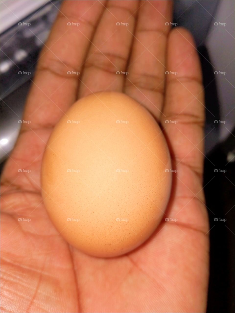 egg
