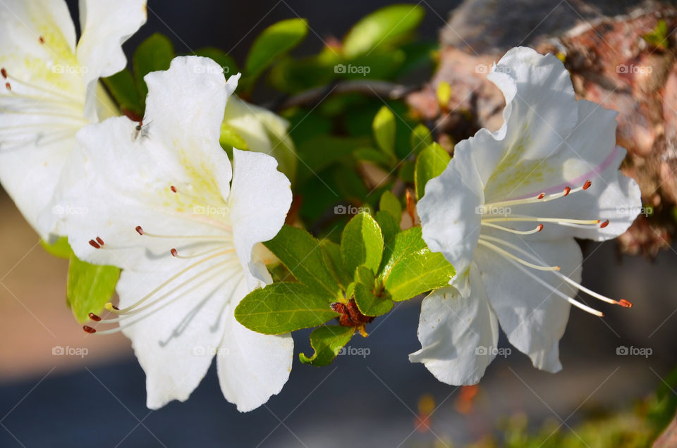 White azaleas