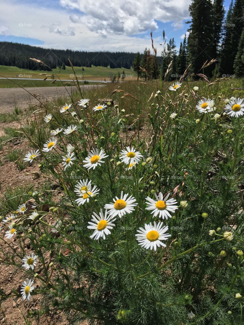 Pit stop. Routt national forest. 