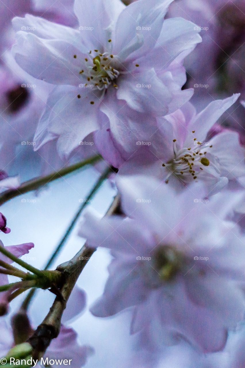 Weeping cherry blooms