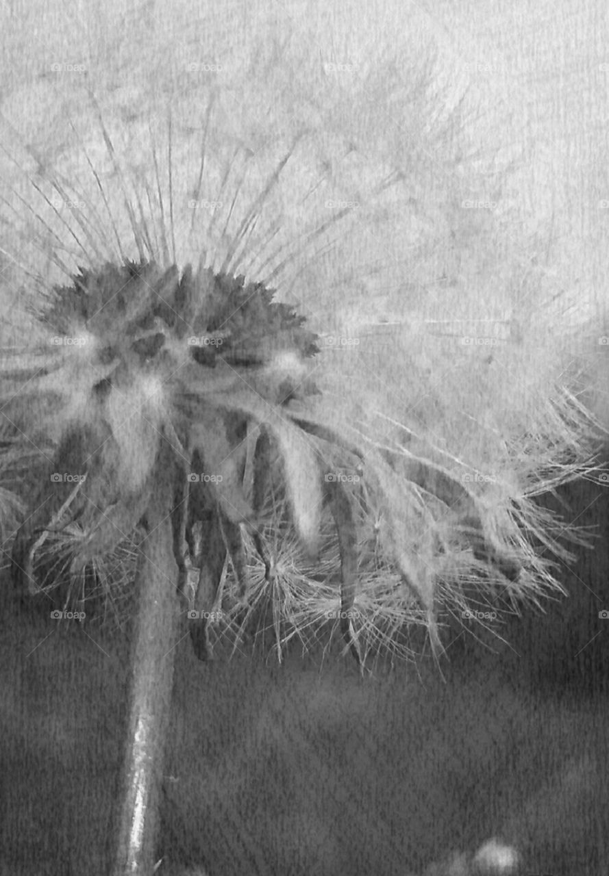 Dandelion sketch