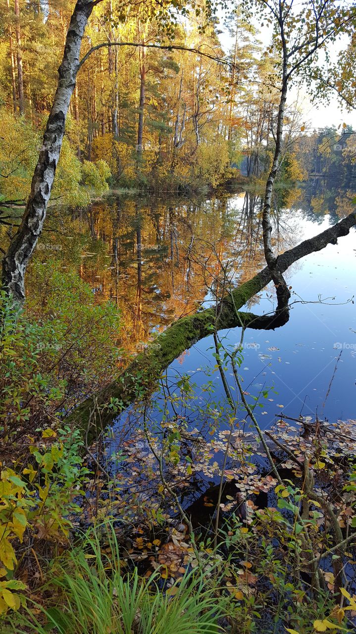 Beautiful fall in Sweden
