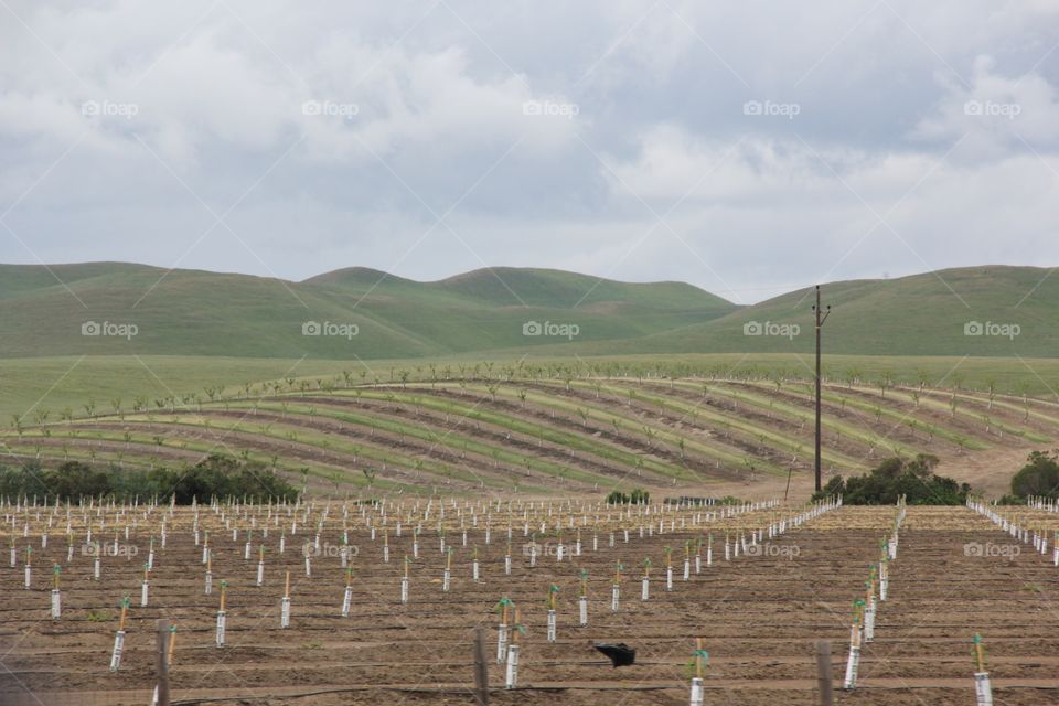 Agriculture landscape 