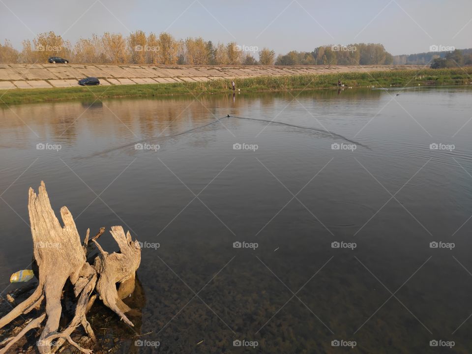 Kovin Serbia river Danube canal wetlands swamp terrain with shallow water in autumn