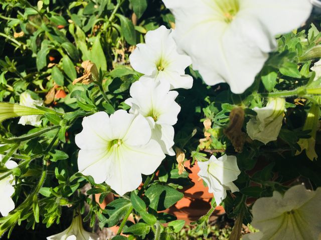 Blume 