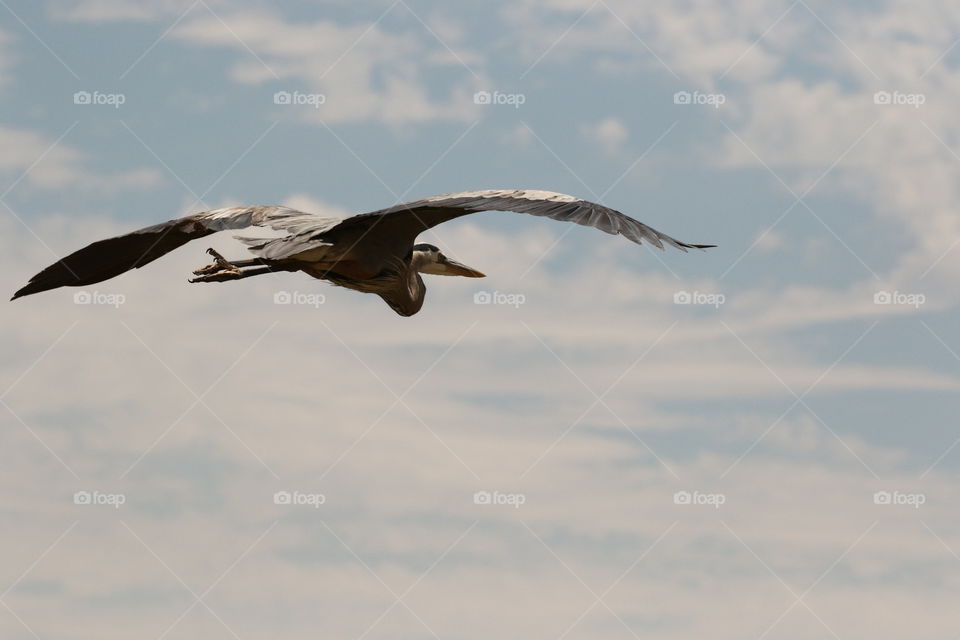 Heron in flight