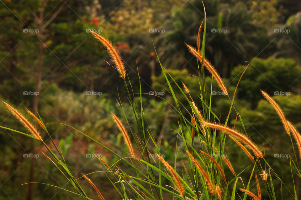 Feather grass