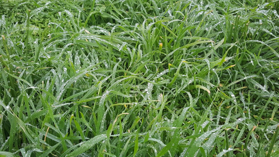 nature wet grass