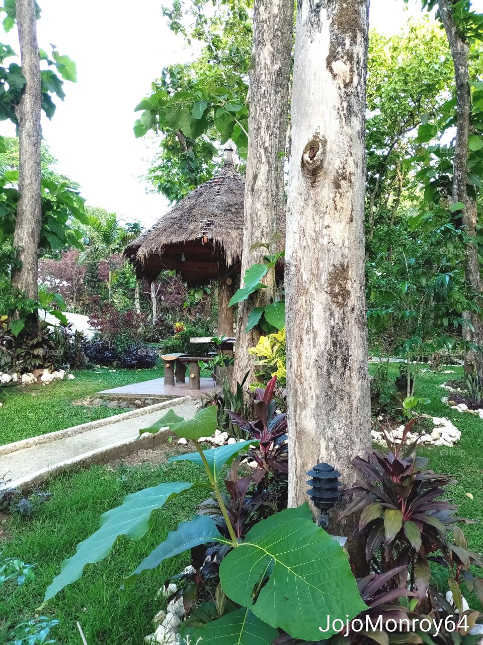 Trees of the Urban Forest