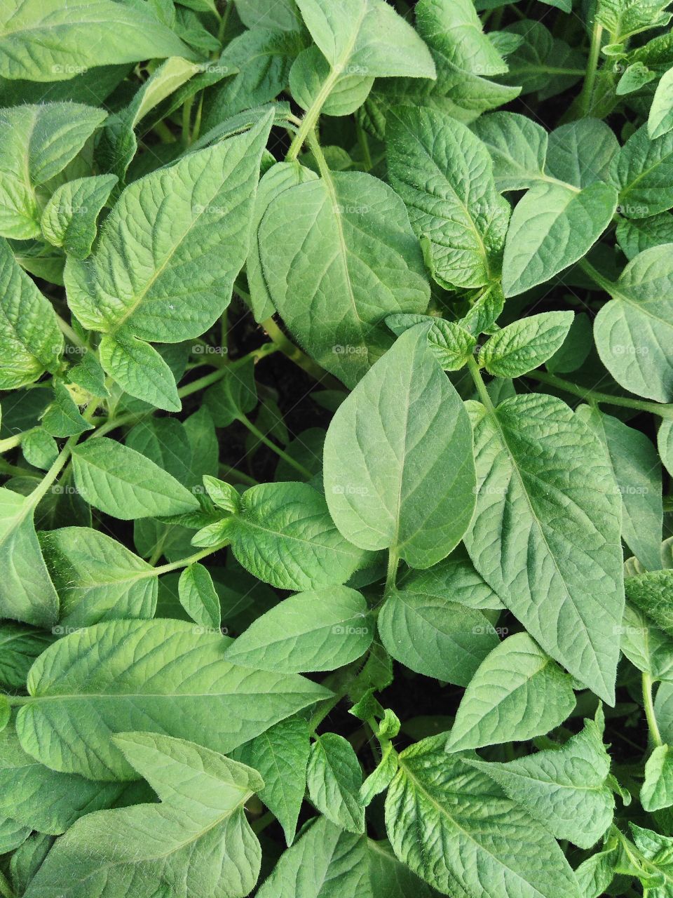 рассада томата