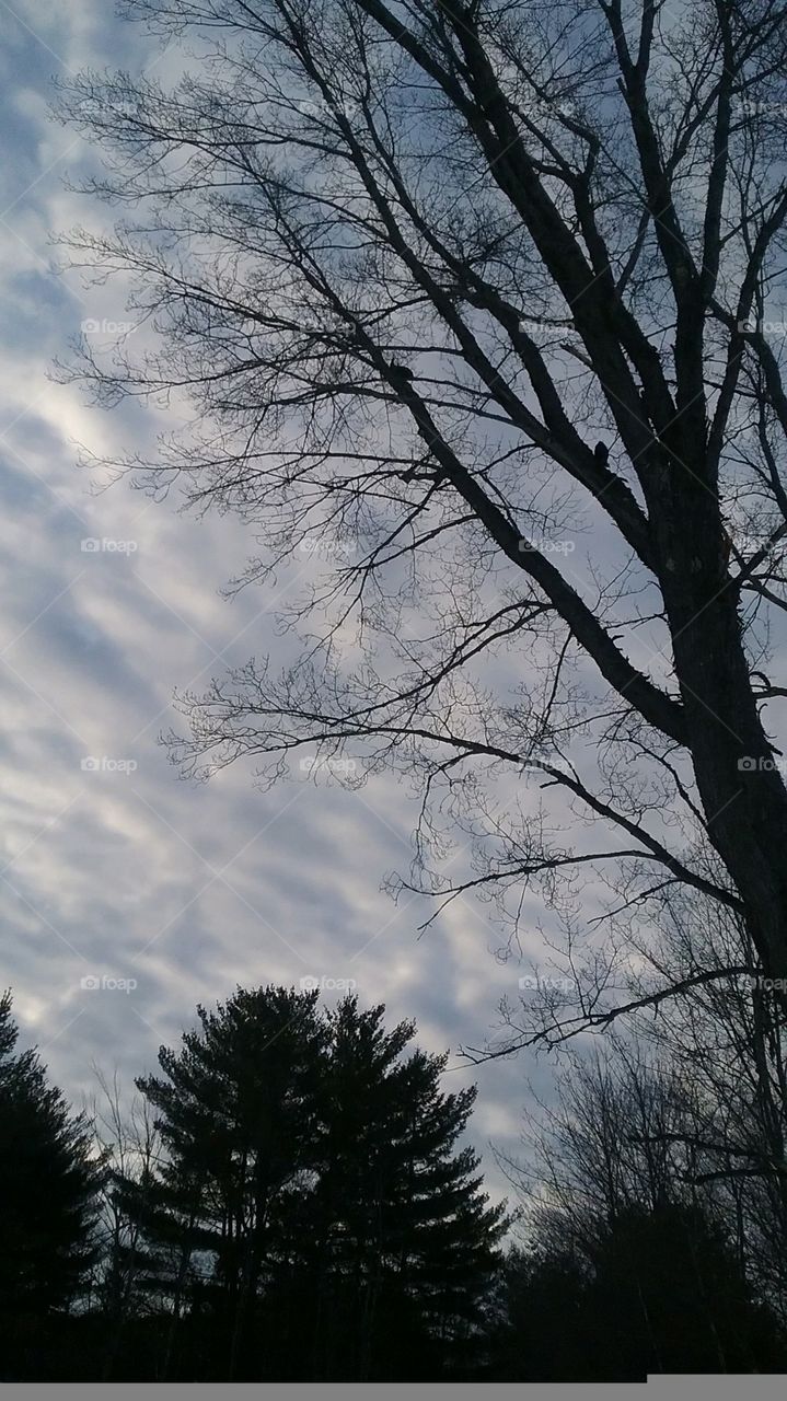 winter, sky, contrast