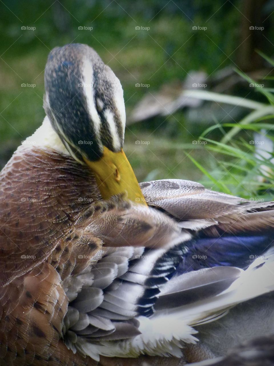 Beautiful duck 🦆