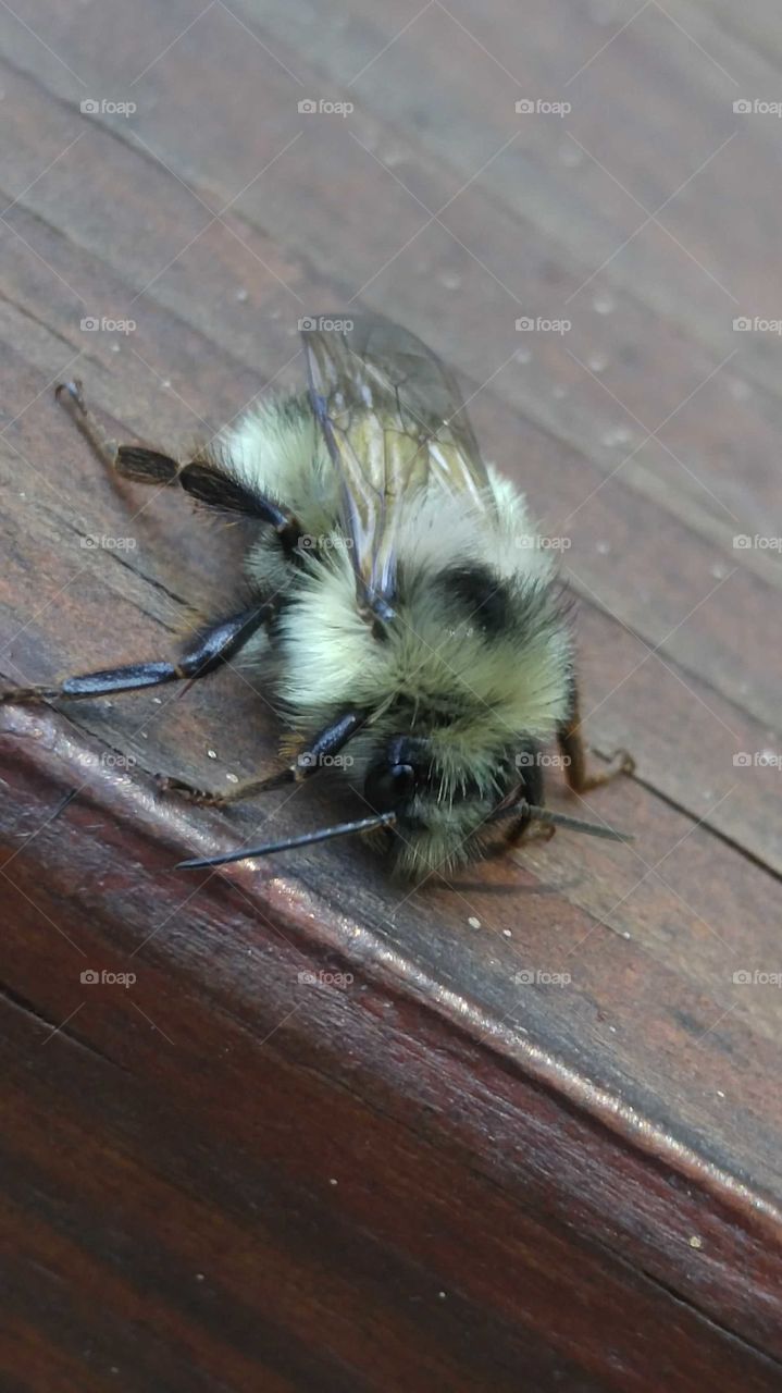 Close-up of a fluffy yellow and black honey bee resting on a dark reddish brown piece of wood.