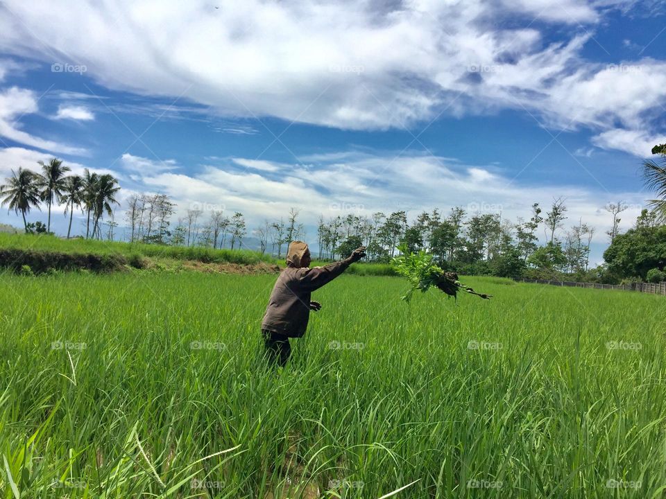 A farmer picking unwanted grasses on the ricefield 