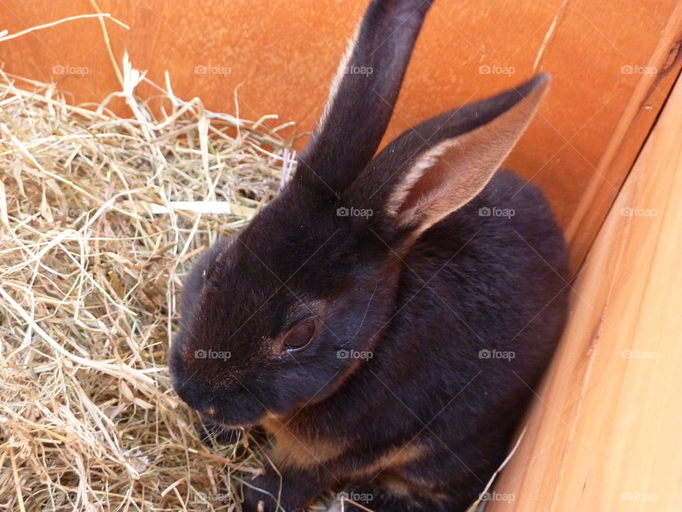 my gorgeous rabbit at 8 weeks old