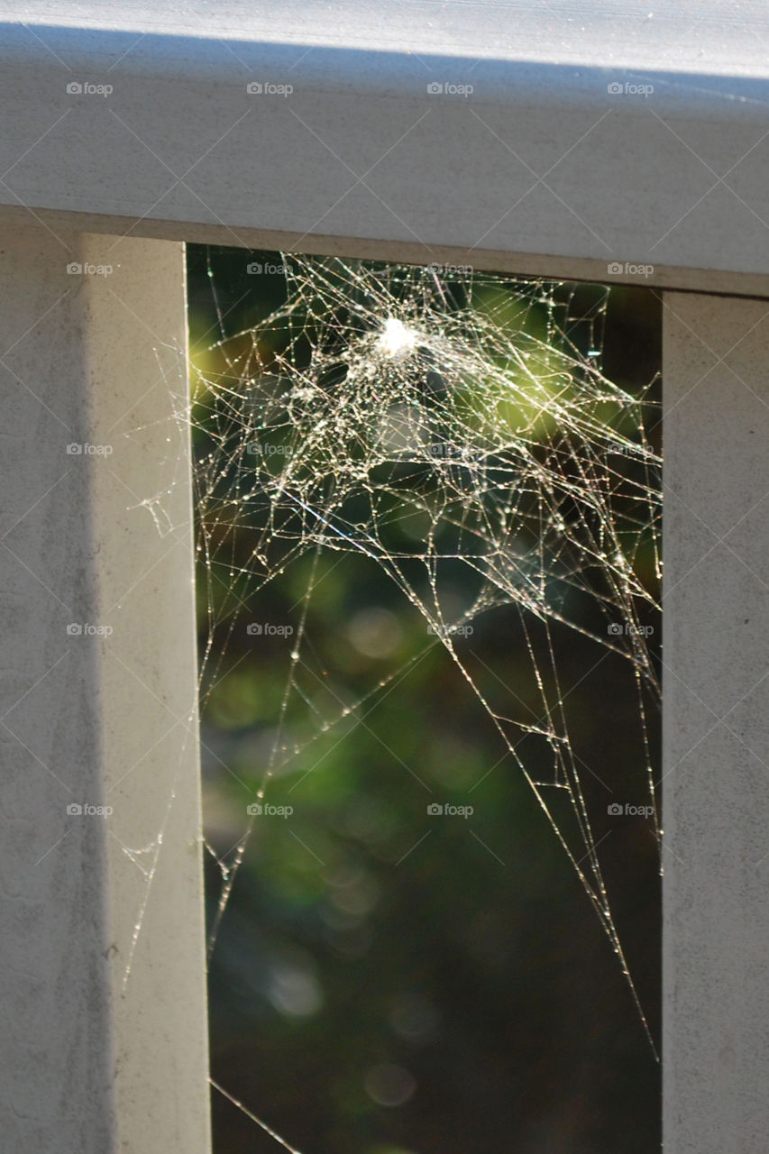 This web is an amazing tangle of tough sticky threads.