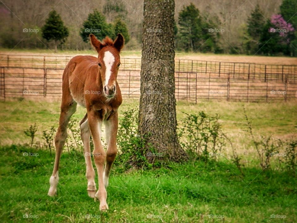 Sorrel Colt