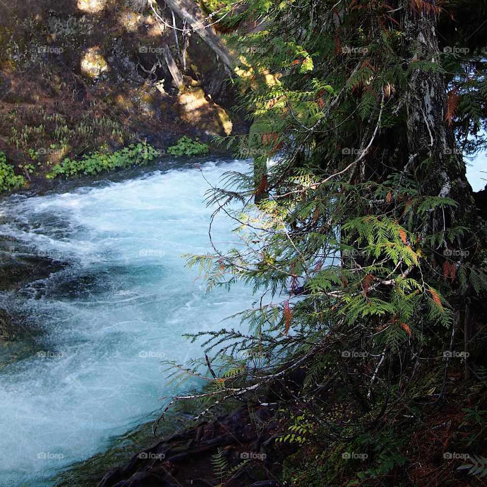 The beautiful McKenzie River in Western Oregon near its headwaters with whitewater and rapids flowing through a canyon covered in trees and greenery on a fall morning at sunrise. 