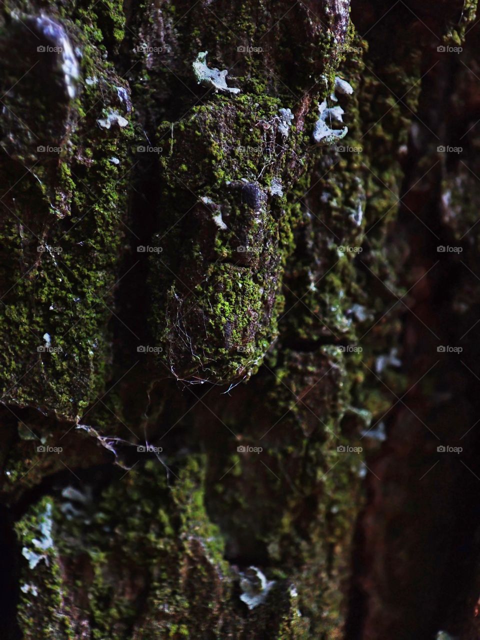 Macro photo of the texture of a tree growing in a garden